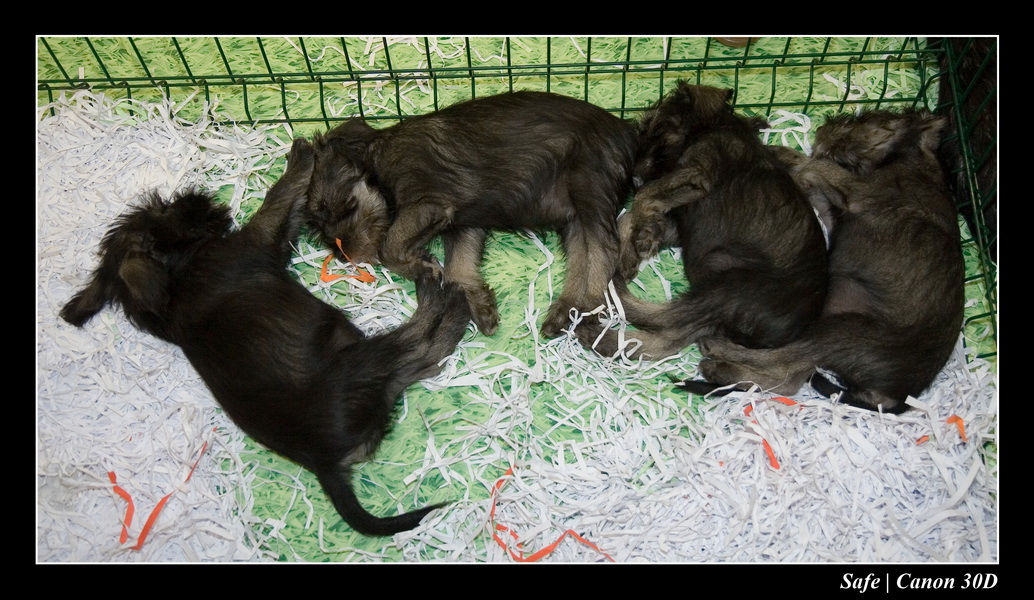 Sep 06 - Salon des animaux de compagnies - 49